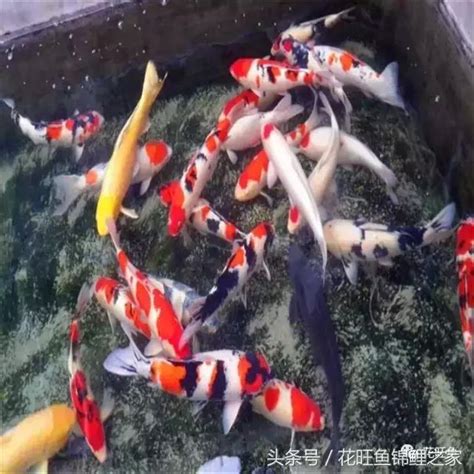 送福錦鯉|【魚缸養錦鯉風水】哪些品種適合當風水魚 